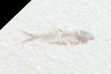 Multiple () Small Knightia Fossil Fish - Wyoming #77135-1